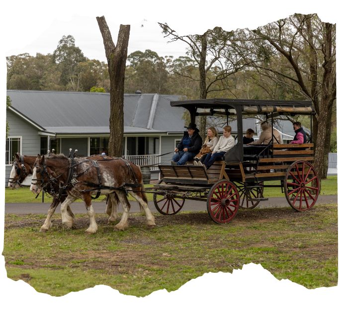 hunter valley wine tours horse and carriage